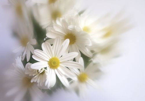 Bouquet of white chrysanthemums can be used as a separate picture or as a background