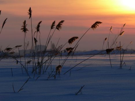 Winter landscape with reed on sundown