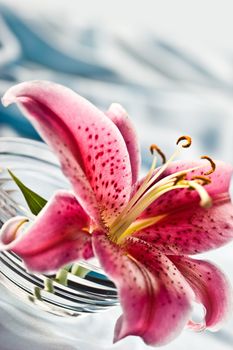 macro picture of pink lily, romantic mood