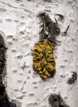 Lichen on cortex birch