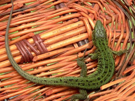 Lizard and small mushroom in the braided basket from wooden branches.