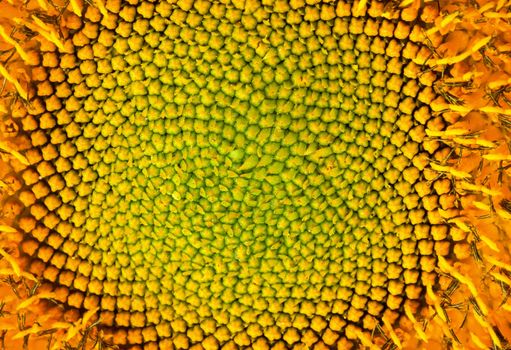 Sunflower pod macro, fabaconi sequence.