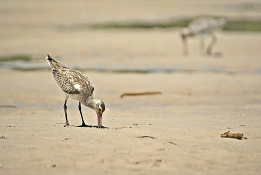 sand piper digs for food at the beach