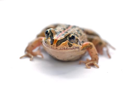 great image of a limnodynastes tasmaniesis frog on white