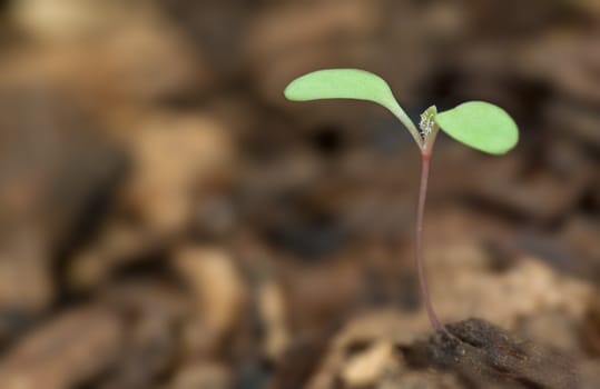 a tiny little plant grows in the soil extremely narrow dof