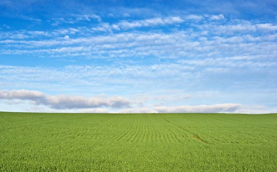 great image of a green wheat field and blue sky