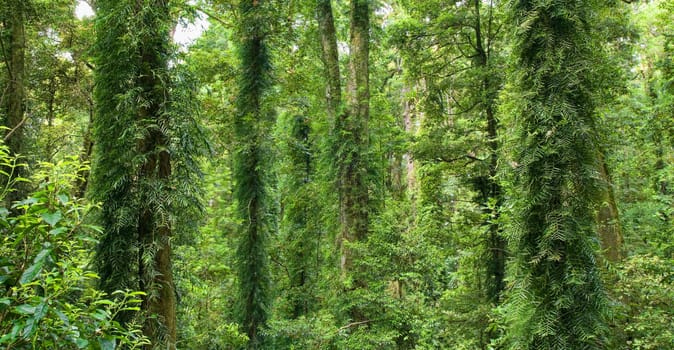 photo of the beautiful dorrigo world heritage rainforest