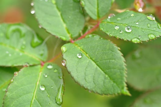 great image of water drops on leaves