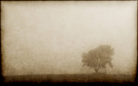 a tree on a foggy morning on parchment