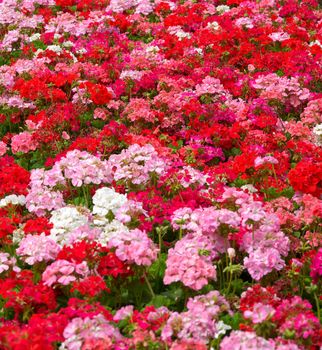 heaps of geraniums for a beautiful floral background