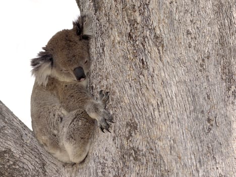 an australian koala sleeps in a huge tree