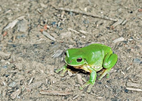 litoria caerula - green tree frog on ground