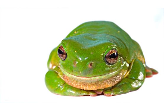 a big green tree frog isolated on white