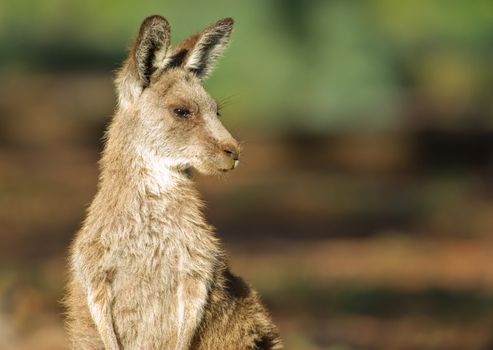 an image of an small eastern grey kangaroo in the wild
