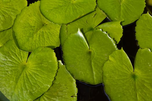 Lotus leaves floating on the water , shot taken from above , useful for background