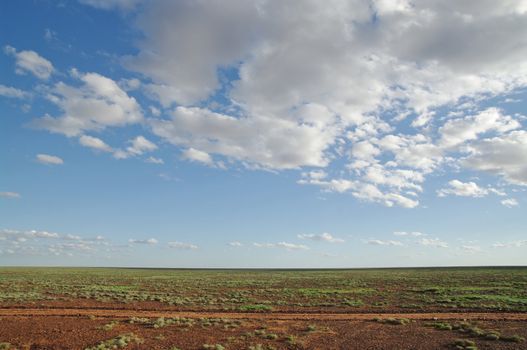 plants in the desert go green after rain