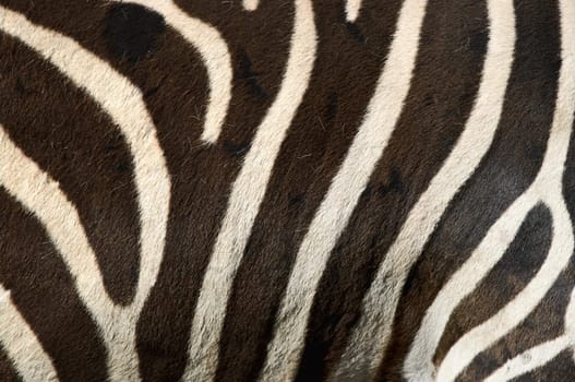 the black and white stripes of a zebra