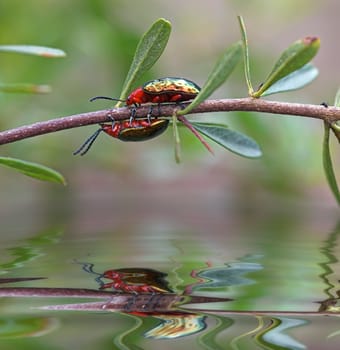 race you! two beetles racing along a branch above the waters edge