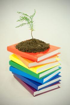 Tree seedling on the stack of colorful books