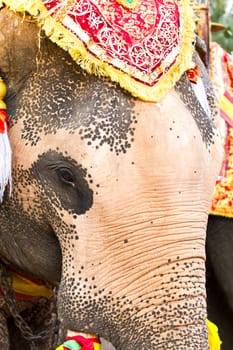 elephant face close up in lopburi of Thailand