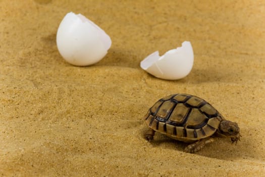 Closeup of a small steppe tortoise with shell eggs from which it hatched on the sand