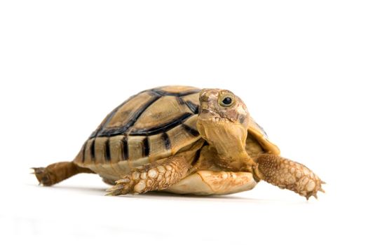 Portrait of a small steppe tortoise on white background