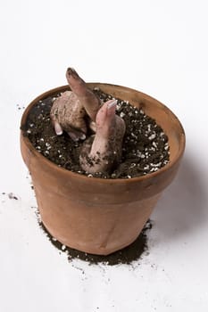 women hand coming out of a pot of earth