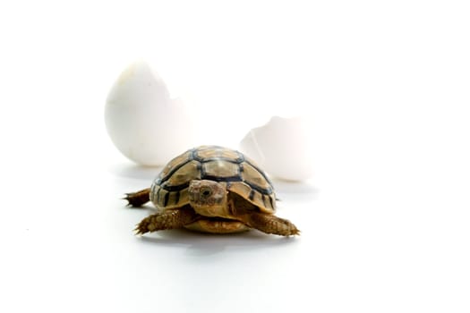 Closeup of a small steppe tortoise with shell eggs from which it hatched on a white background