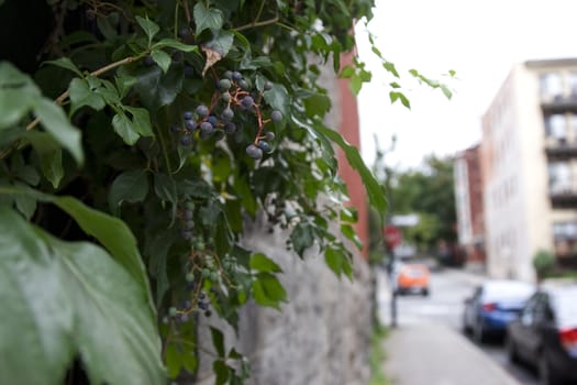 Grape vine growing on the side of a building in residential neigborhood