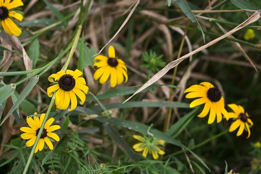 yellow daisys growing in the wild