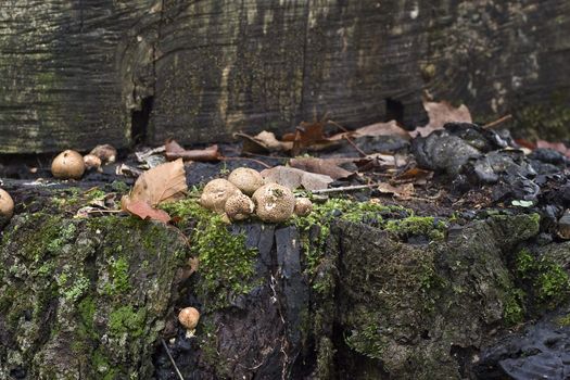 Wild forest mushroom attach to a wood log
