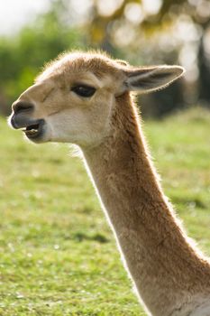 Portrait of Vicuna in backlight - vertical image