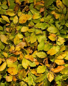 Beech Leaf texture