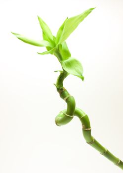 Fresh bamboo plant isolated on white