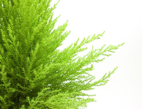 Beautiful young green juniper isolated on white