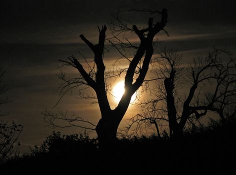 Moon and Tree Silhouette