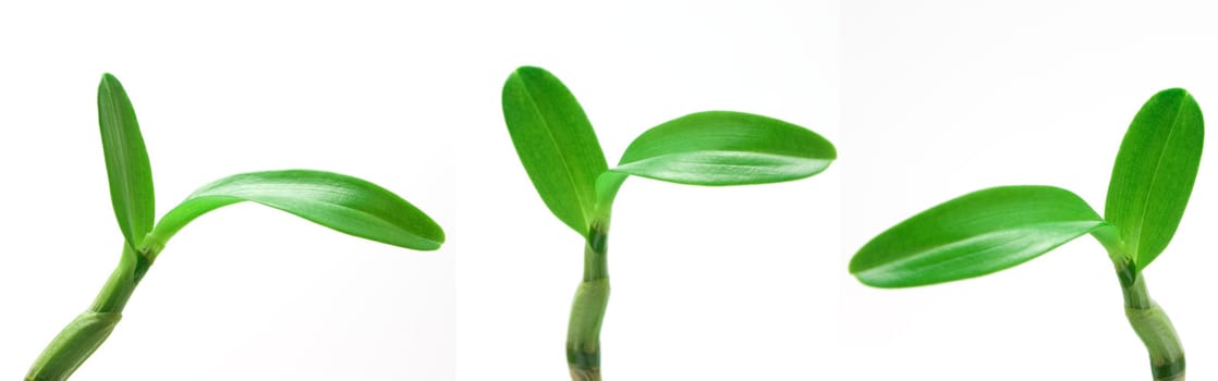 Set of green fresh leaves isolated over white background