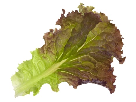single leaf of green and red lettuce isolated on white