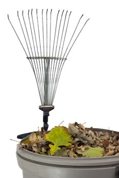 plastic trash bin wtih dry leaves and rusty rake isolated on white - fall backyard work concept