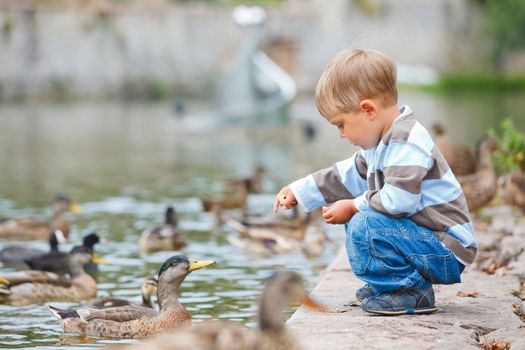 Cute little boy feeding ducks in the pond in a city park. Germany