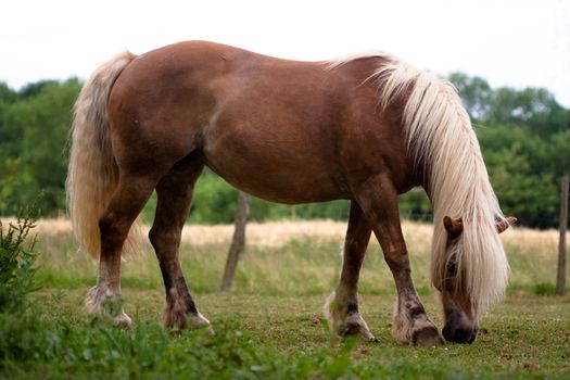 a horse grazing in a prairie