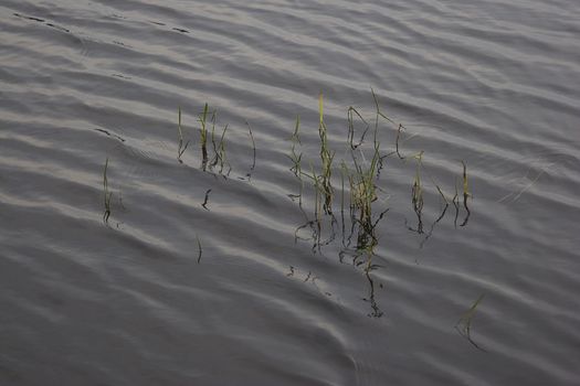 Aquatic grass growing in a lake