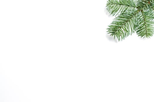 A fir branch on right upper corner isolated on white background