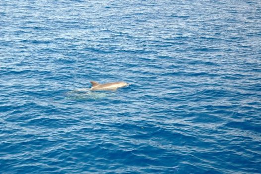 swimming dolphin in ocean blue water