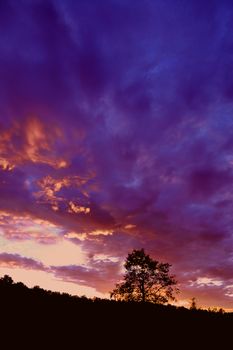 tree silhouette at sunset under dramatic sky