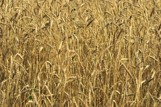 harvest of the golden wheat big field corn cultures

