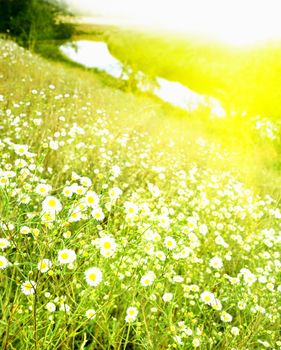 Wonderful sunset and nice camomiles by summer.