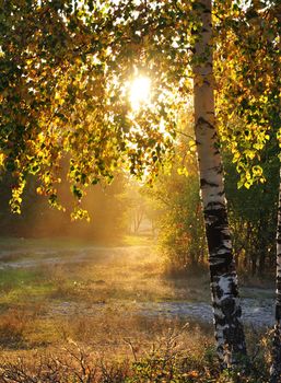 Sunshine in Autumn Forest  Birch grove in autumn colors