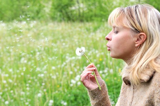 Girl blows on dandelion and thinks desire