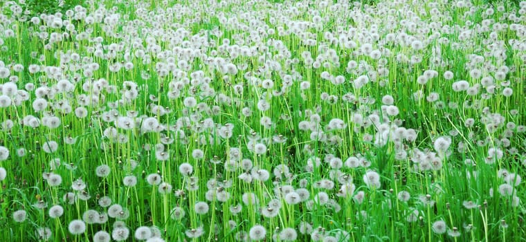 Dandelion field.beautiful spring flowers